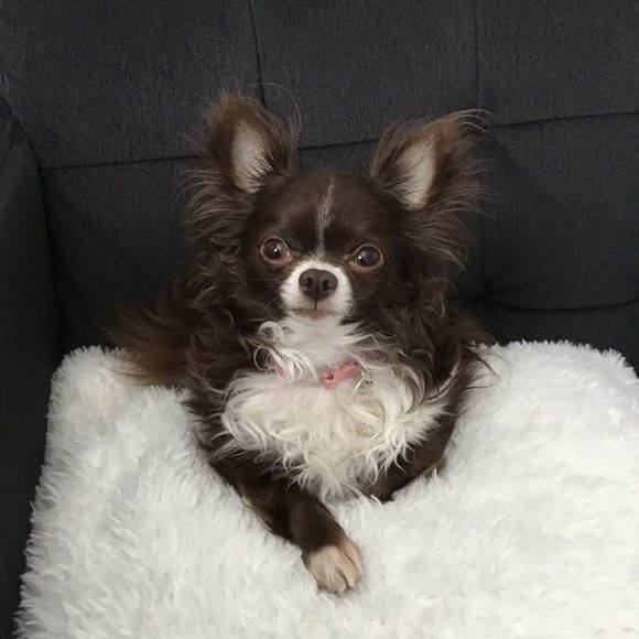 Meet your Posher, Robbie - Picture 1 of 1